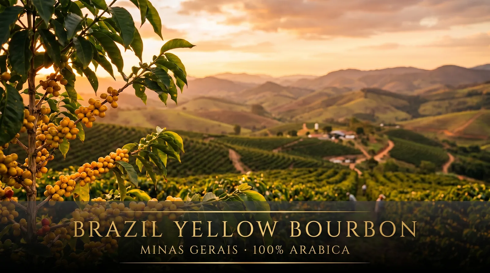 Plantacja kawy Brazil Yellow Bourbon – Minas Gerais 100% Arabica