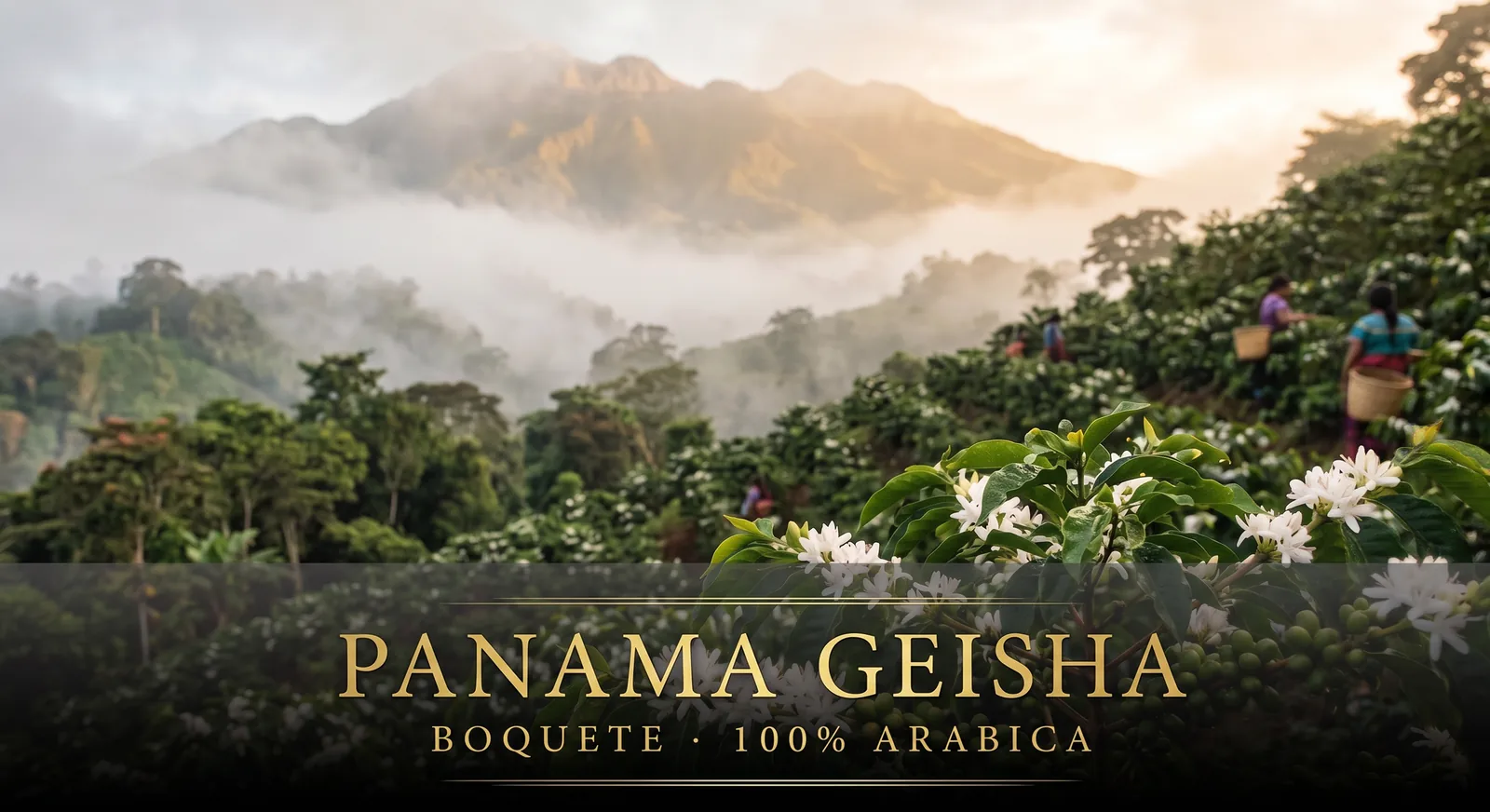 Plantacja kawy Panama Geisha – Boquete 100% Arabica