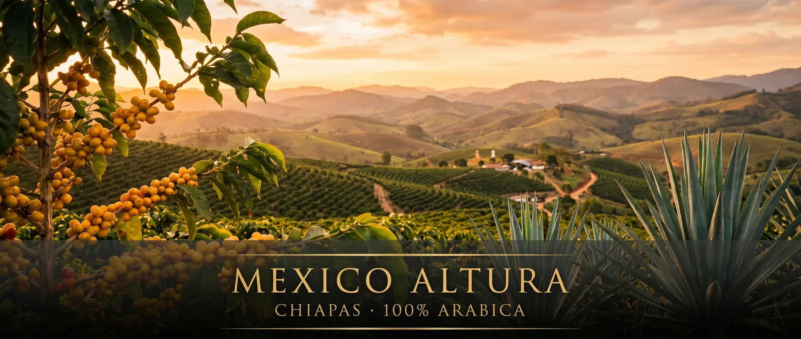 Plantacja kawy Mexico Altura – Chiapas, Meksyk