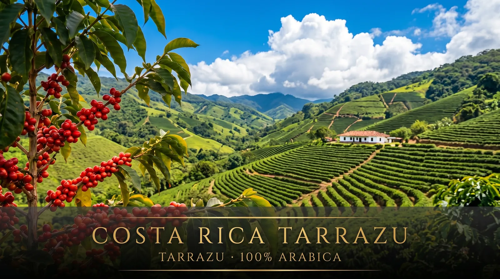 Plantacja kawy Costa Rica Tarrazu – dolina Tarrazu, Kostaryka