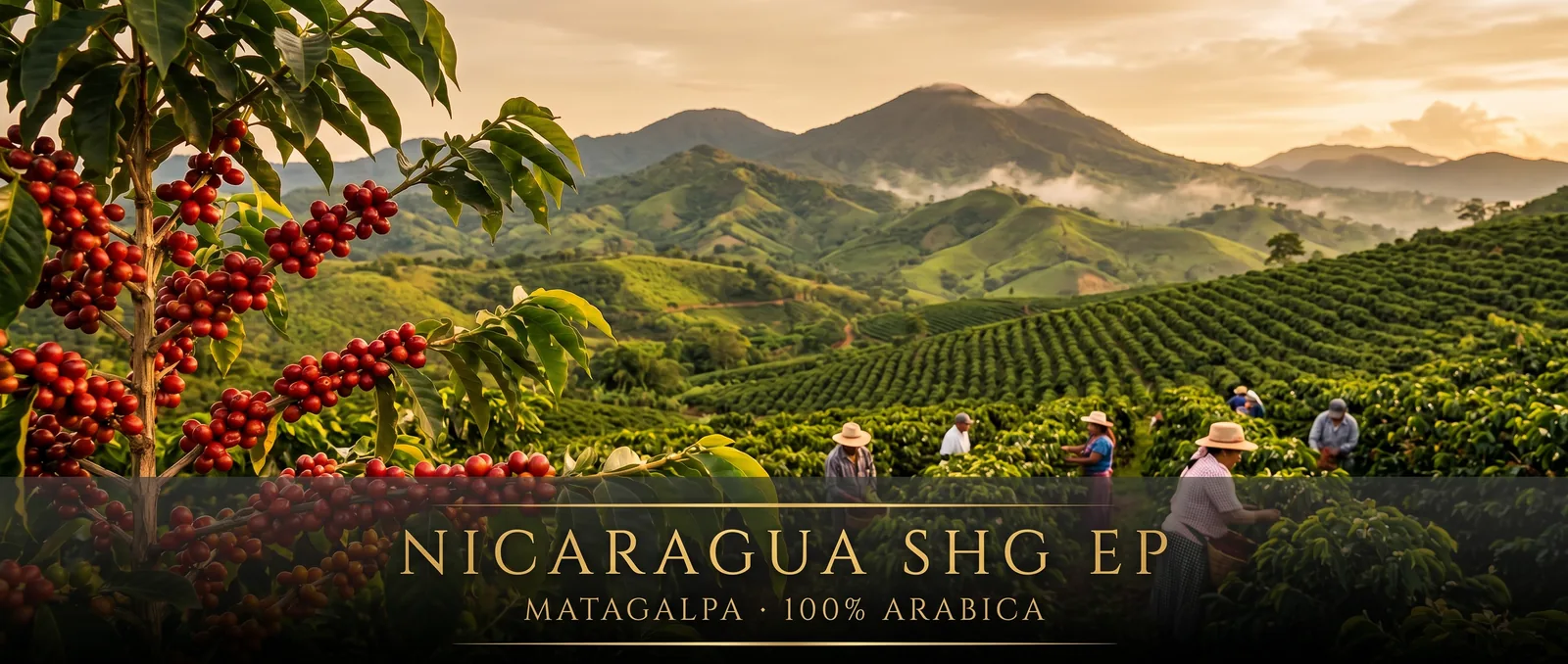 Plantacja kawy Nicaragua SHG EP – góry Matagalpa, Nikaragua