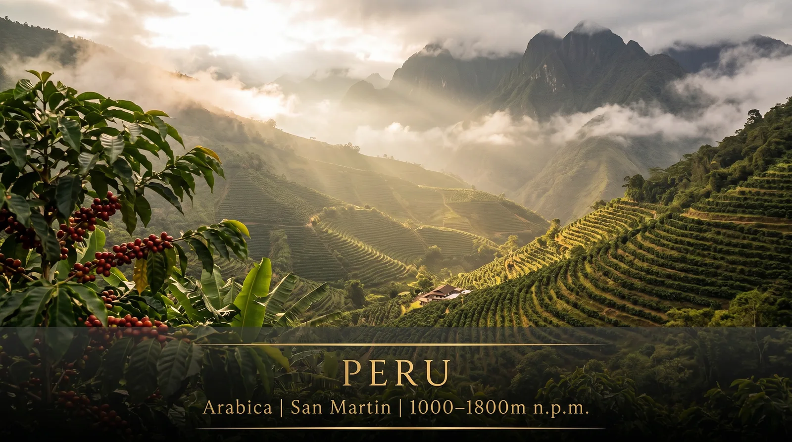 Plantacja kawy Peru San Martin – Andy, Peru 1000–1800m n.p.m.