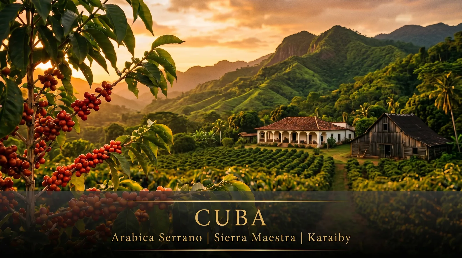 Plantacja kawy Cuba Serrano – górskie regiony Kuby, Sierra Maestra, 800–1200m n.p.m.