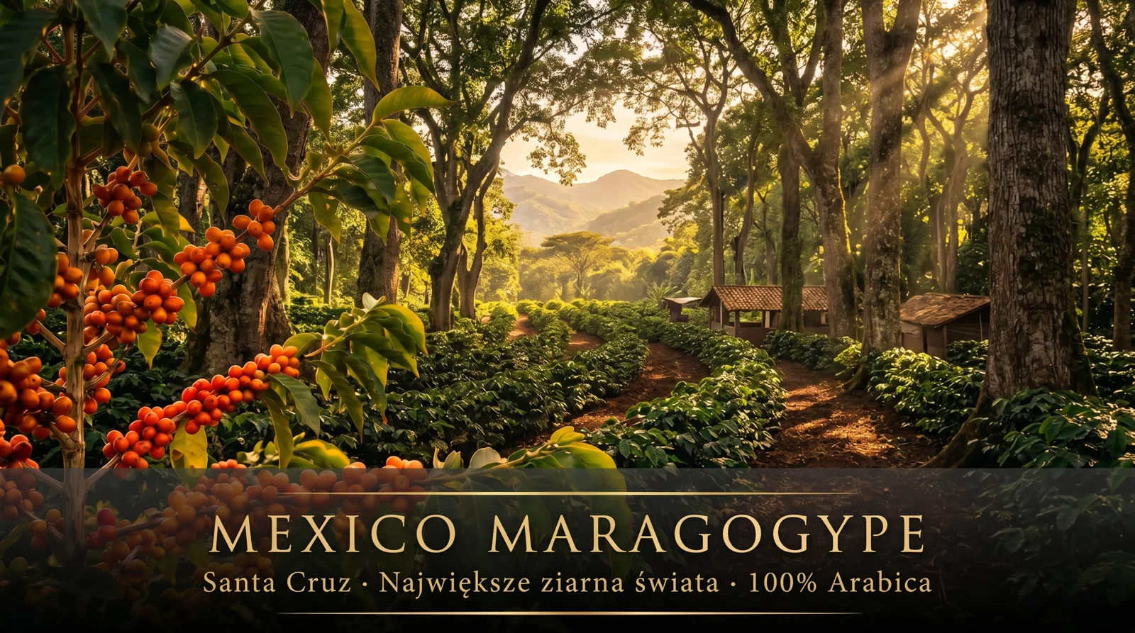 Plantacja kawy Mexico Maragogype – Santa Cruz, Chiapas, Meksyk, wyjątkowe duże ziarna