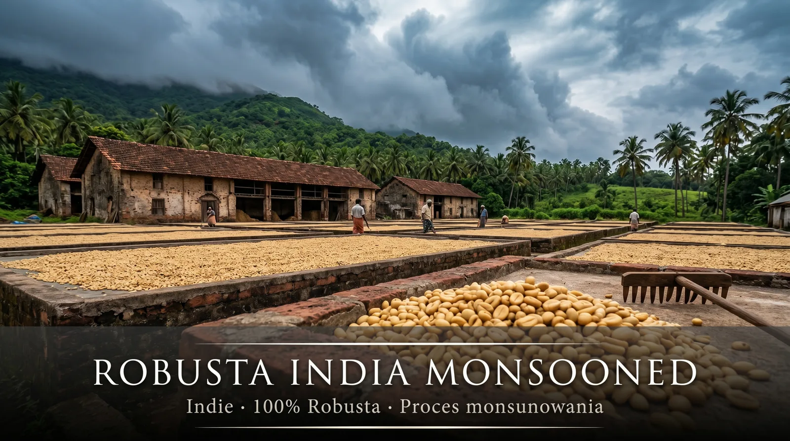 Robusta India Monsooned – proces monsunowania na wybrzeżu Indii, Karnataka