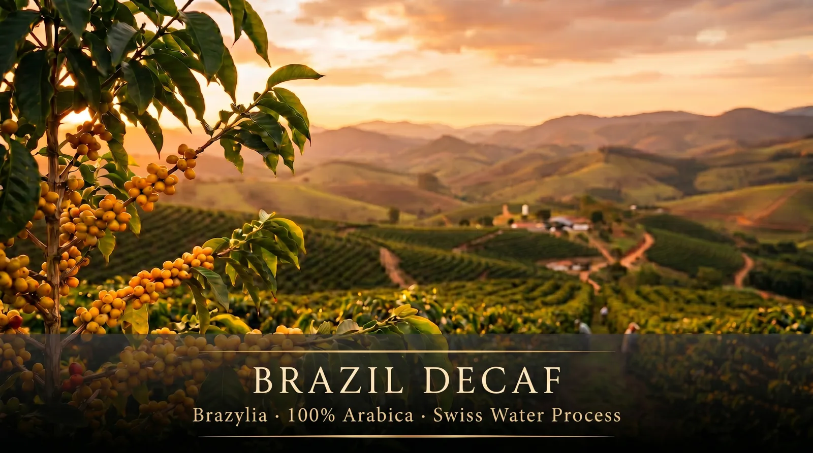 Plantacja kawy Brazylia – Minas Gerais, Brazil Decaf Swiss Water Process
