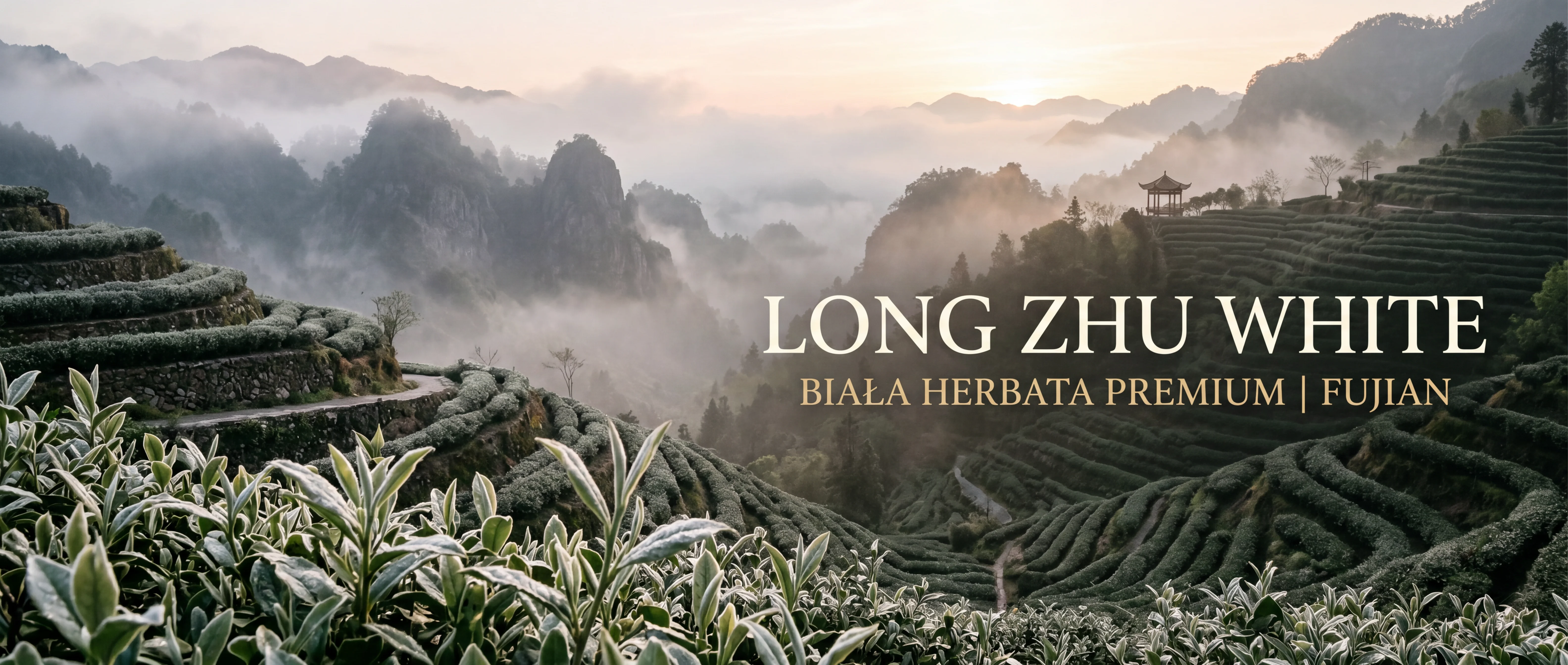 Long Zhu White – górskie plantacje białej herbaty Fujian Chiny